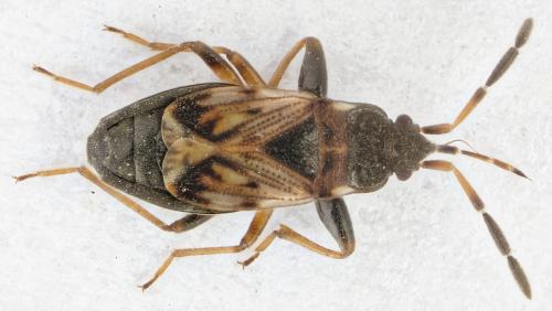 Réf. 274 173 : Scolopostethus thomsoni